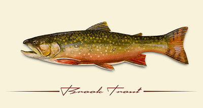 Brook-Trout-LL-INW-600-1
