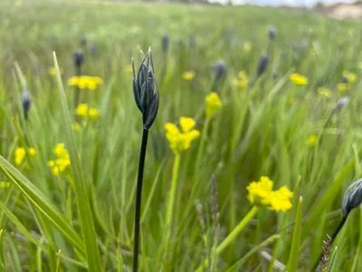 Camas Budding