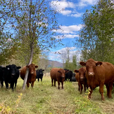 Cows square fall on pasture in trees