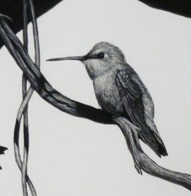 diane-versteeg-hummingbird-600x616-1