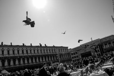 Venice_Pigeons_